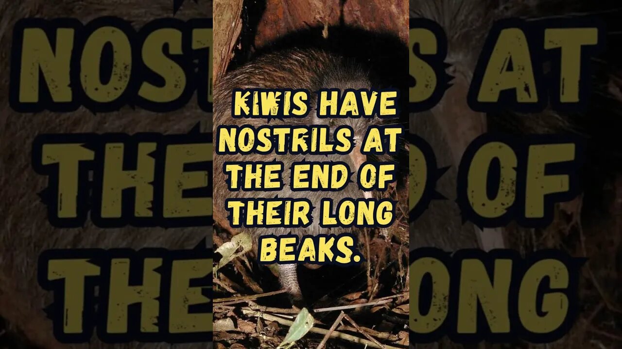 🐦Discover Fascinating Animal Facts👀 #shorts #shortsfact #animalfacts #funfactsshorts #kiwibird