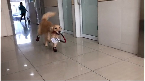 Golden Retriever Thinks Vet's Office Is A Playground