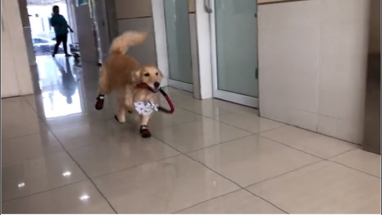 Golden Retriever Thinks Vet's Office Is A Playground