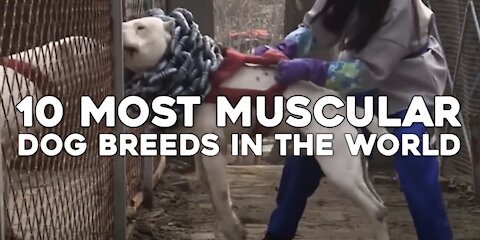 10 Most Muscular Dog Breeds In The World