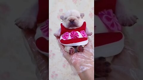 Cute Cats😻 and puppy 🐶 Lovable Pets #shorts #short #funnypets #cats #trending #animals #reels