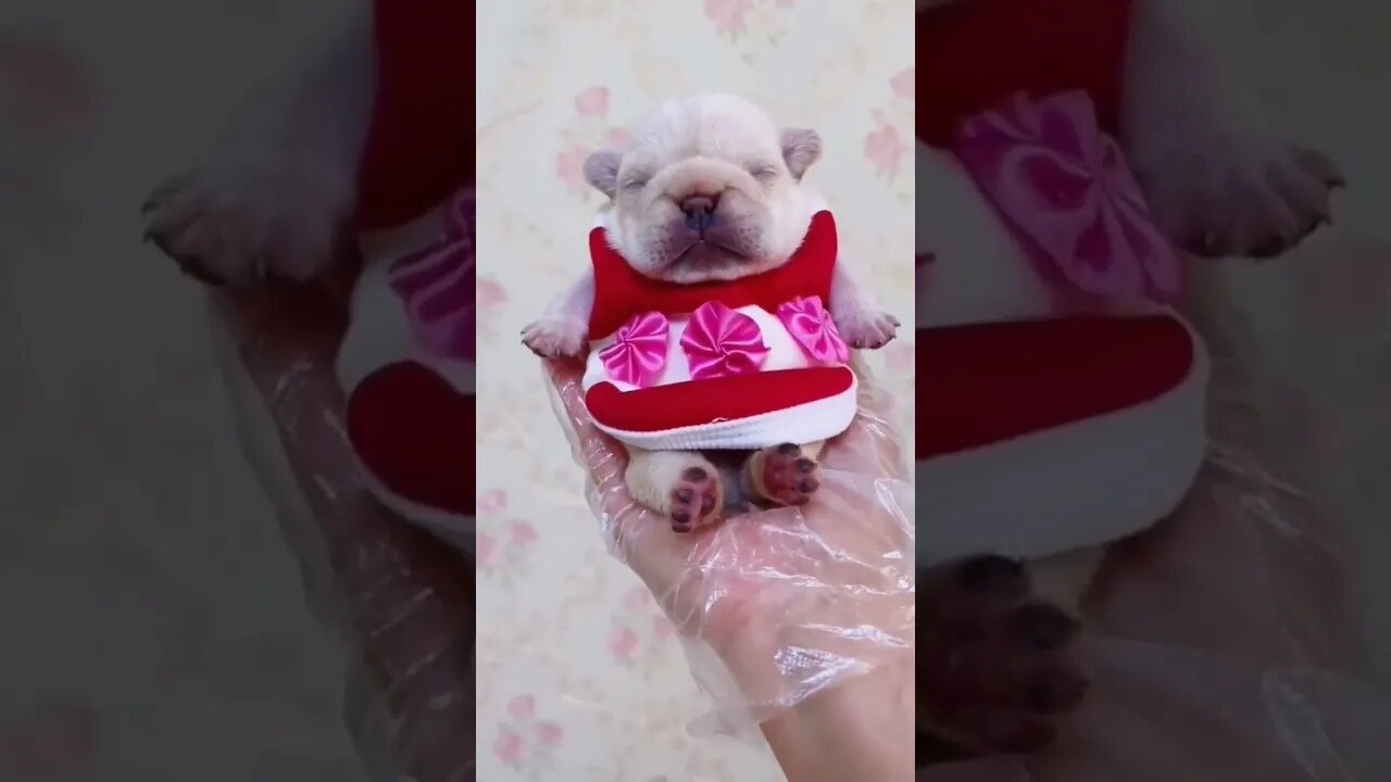 Cute Cats😻 and puppy 🐶 Lovable Pets #shorts #short #funnypets #cats #trending #animals #reels