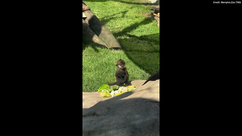 Langur Baby Snacks On Fresh Produce At Tennessee Zoo