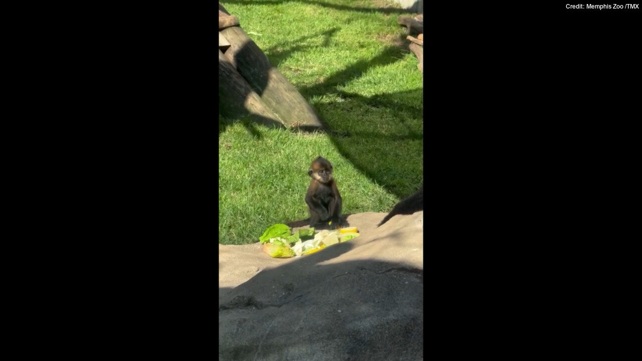 Langur Baby Snacks On Fresh Produce At Tennessee Zoo