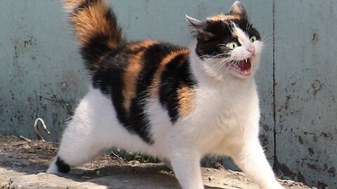 Cat fight funny and cute fight funny and cute animals