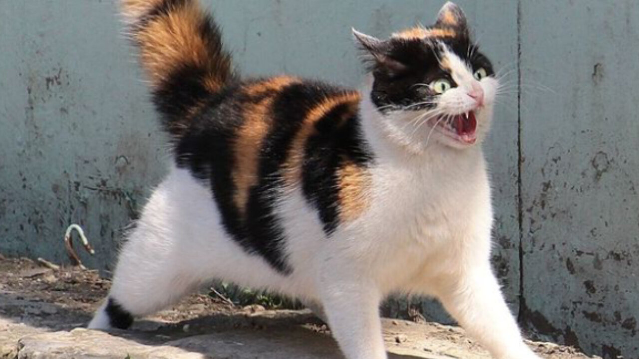 Cat fight funny and cute fight funny and cute animals