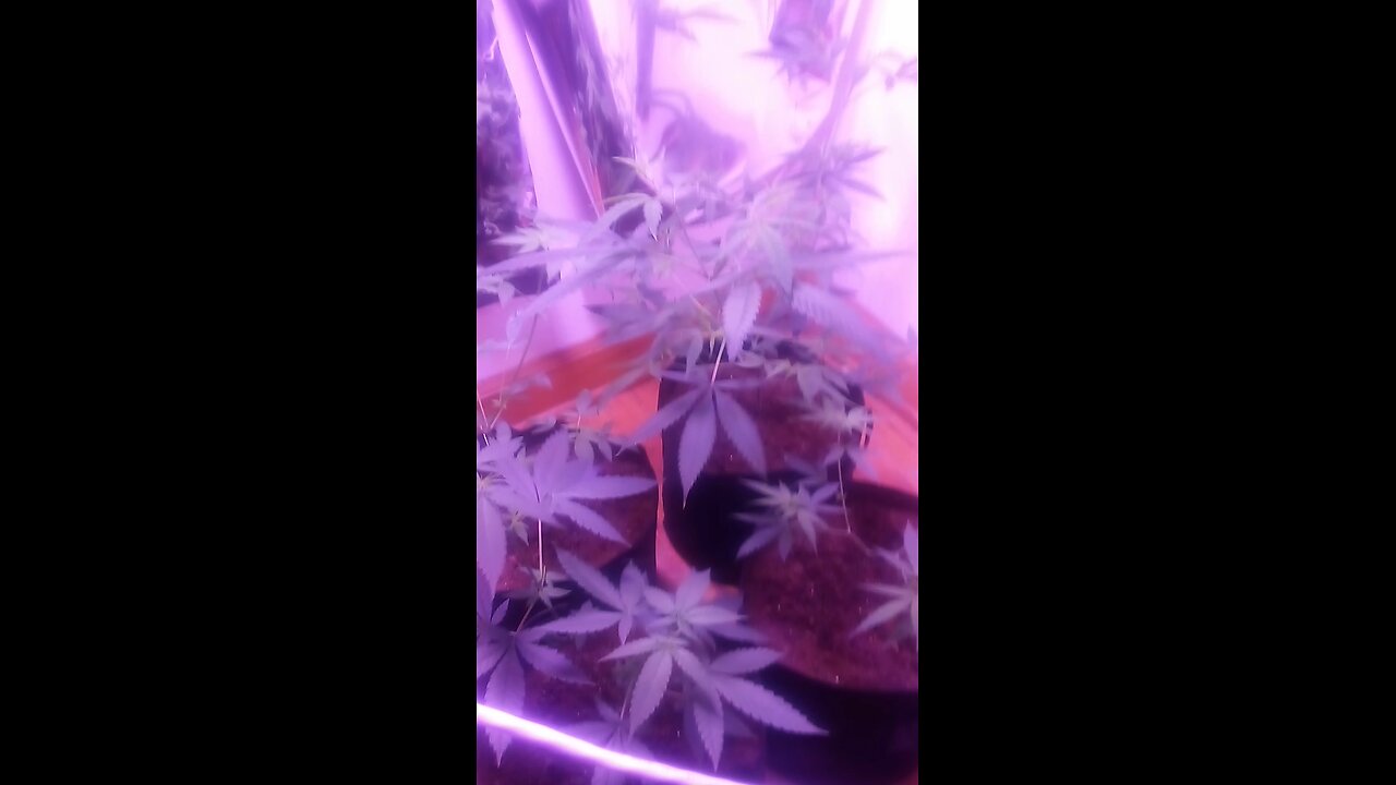 CLOSET GROW THC DARTH VADER