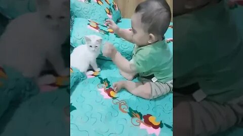 Baby playing with cute cat #petvideos #pet