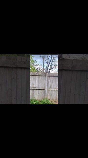 This pigeon 🐦 been picking on my Dog all week 🤣 #dog #puppy #rottweiler