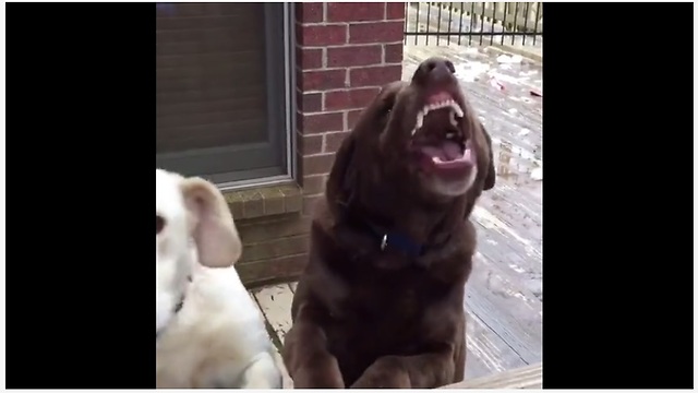 Dog Pulls Adorable Guilty Face After Tearing A Box Of Owner’s Childhood Toys