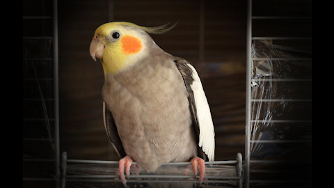 Kit the cockatiel singing and talking to the cat, Henry.