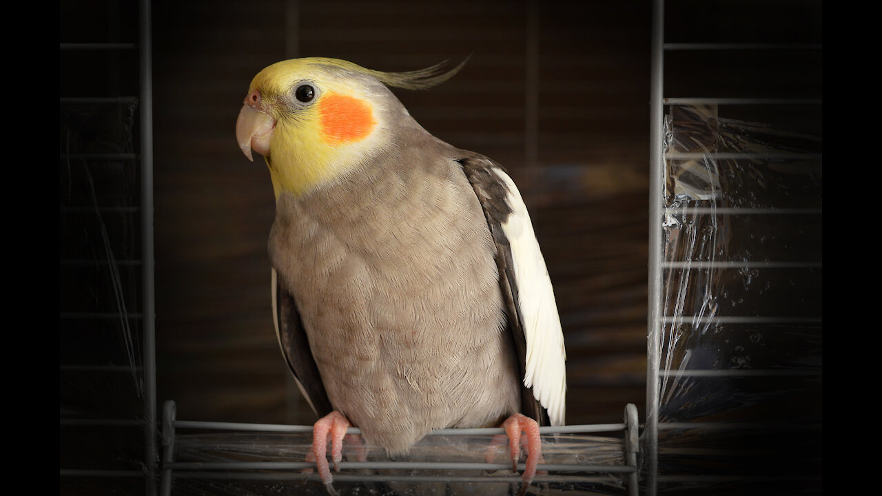 Kit the cockatiel singing and talking to the cat, Henry.