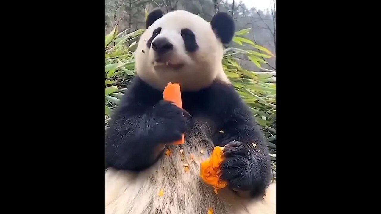 Panda eating Style 😎 #ytshorts #shorts #PetpupFun #Fun #Dogs #Cats #Entertaiment #trending #viral