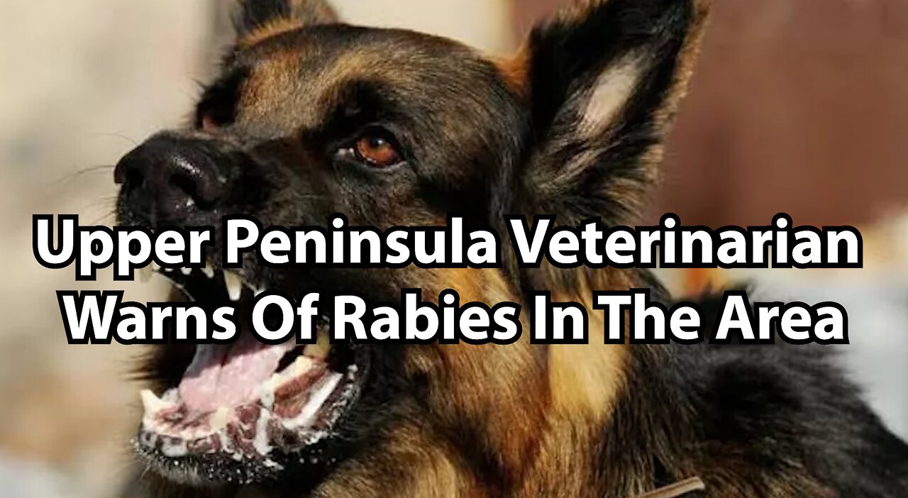 Upper Peninsula Veterinarian Warns Of Rabies In The Area