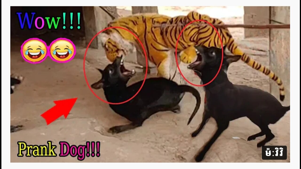 Wow Nice Pranks!!! Fake Tiger Prank Dog Run So Very Funny Try To Stop Laugh Challenge