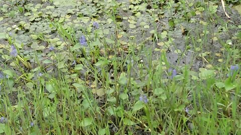 water lily in the pond