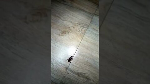 Cockroach on the run in my house