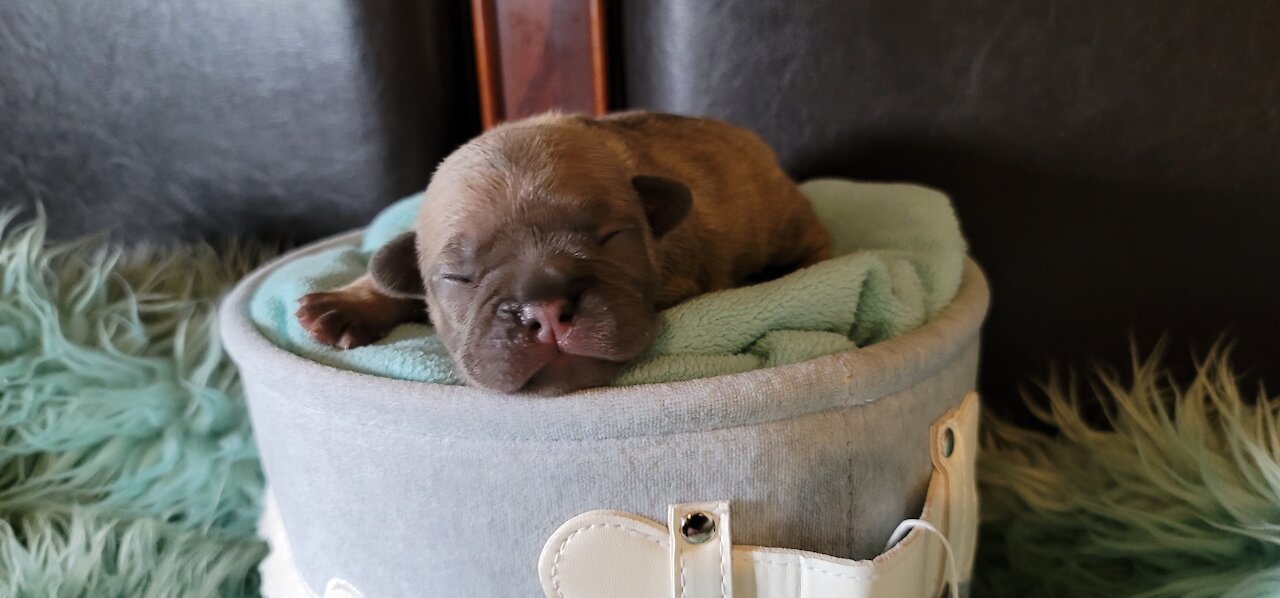 Frenchie Meeting Their New Sister For The First Time