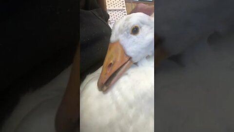 Cutest crossbeak gosling