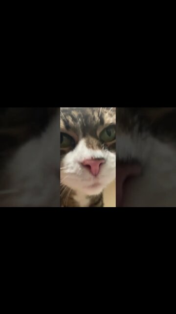 Kitty Purs is soothing music 😽