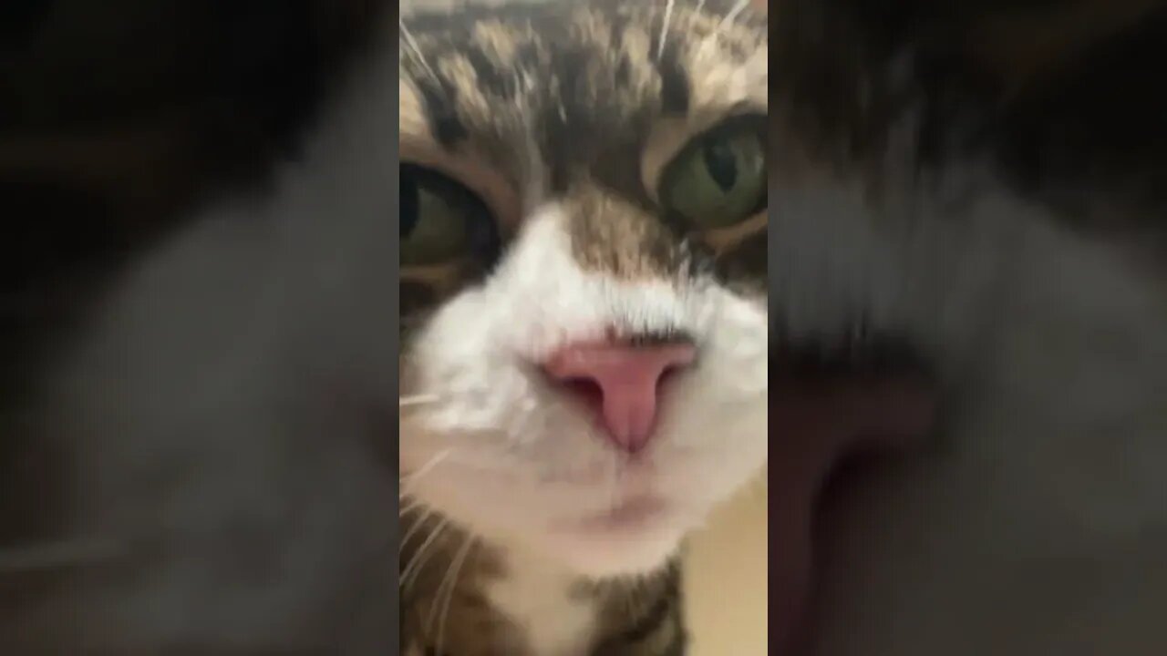 Kitty Purs is soothing music 😽