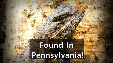 Look what we found at our Pennsylvania homestead: The Eastern Fence Lizard