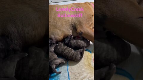 New born nursing mummy. LonelyCreek bullmastiff