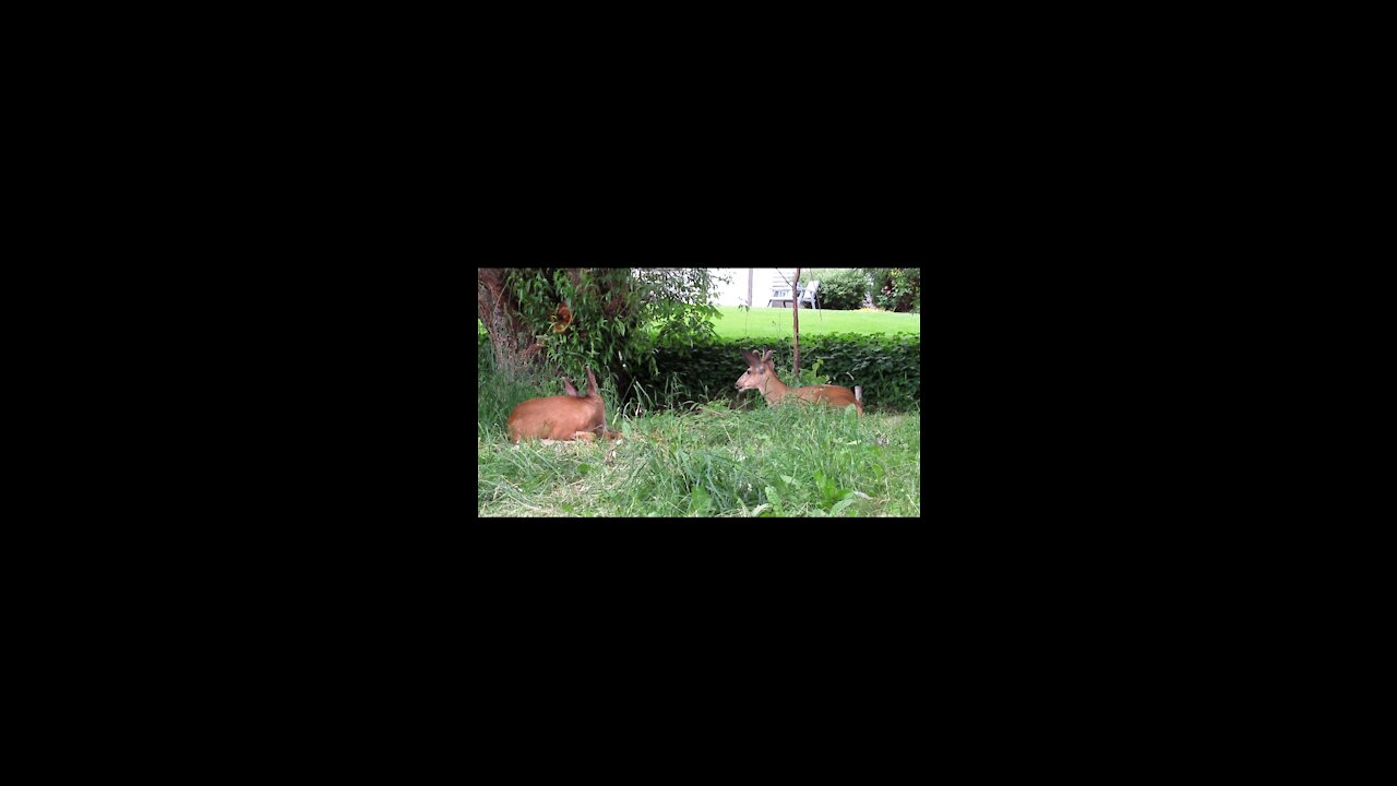 Deer play in the house garden