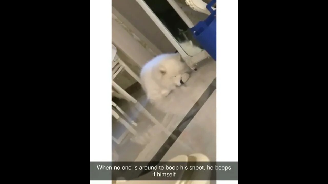 Dog Boops Himself #shorts