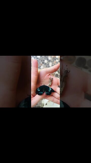 Metamorphosis Caterpillar to Butterfly #metamorphosis #shorts #butterfly