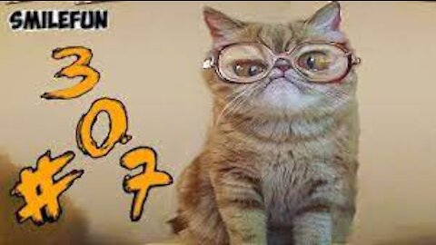 Video funny.Challenge Impossible