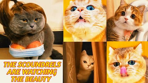 Look at the cute cat girl and look at the status of naughty boy cats🤣🤣 Funny Cats🤣🤣