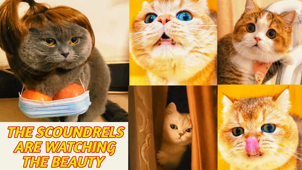 Look at the cute cat girl and look at the status of naughty boy cats🤣🤣 Funny Cats🤣🤣