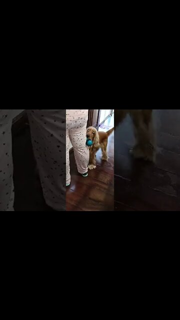 #dogshow, #amimals, #dogs, #shorts