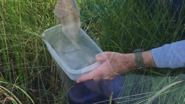 Game and Fish releases Chiricahua leopard frogs