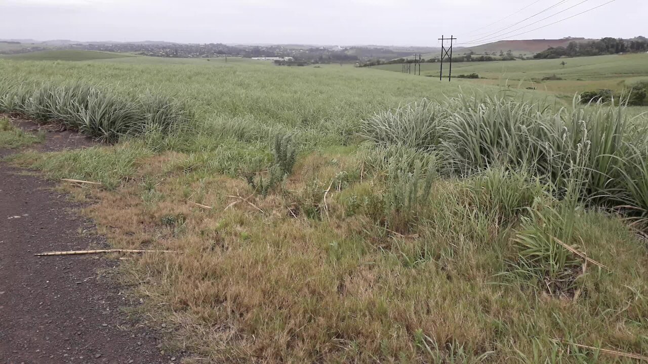 SOUTH AFRICA - Durban - Sugar cane in the wind (video) (WN9)