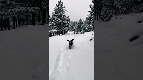 Dogs Love Snow