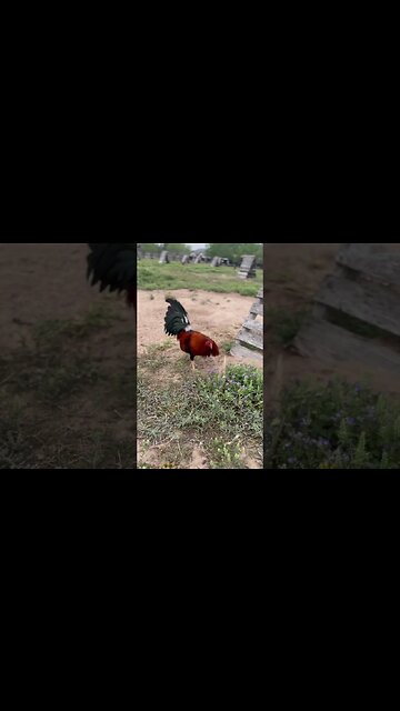 Albany @LivingWaterFarms247