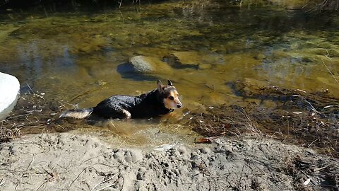 I just gave StogeyBoy a bath and he walks out into the water to lay down