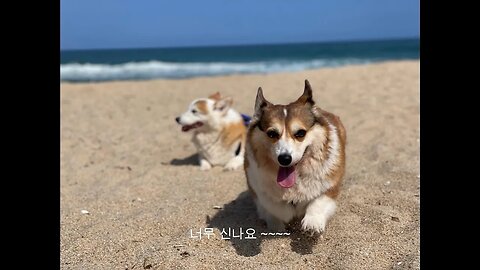 "웰시코기 토르와 제니와의 강원도 대모험: 용평부터 주문진까지!"