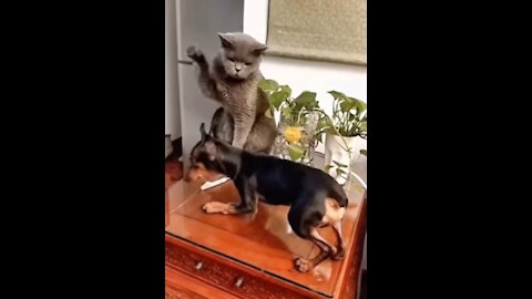 OMG So Cute Funny Cats and Dogs