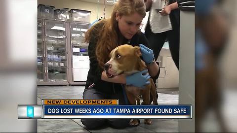 'Brady' the missing TIA dog has been found alive and well, recovering at animal hospital