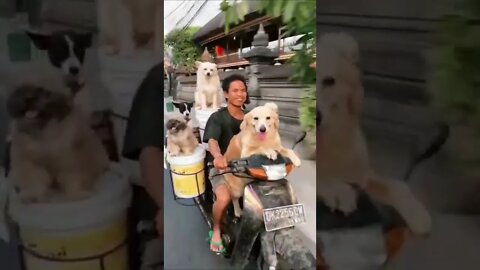 Dogs are going on a bike