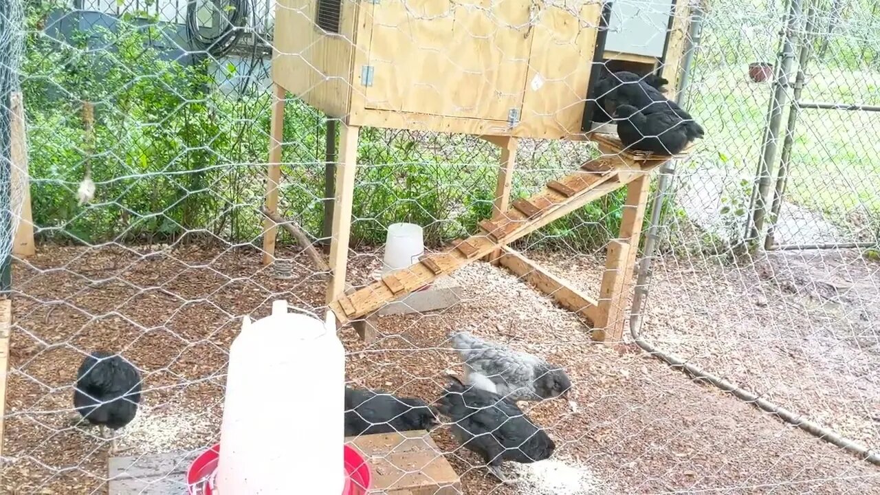 30 seconds of chickens part 15 extended play edition