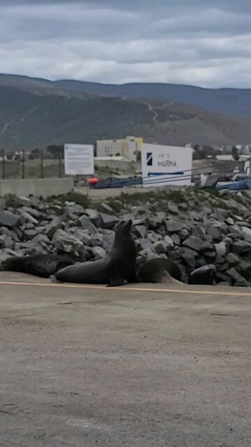 Seals relaxing