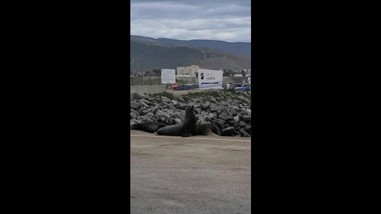 Seals relaxing