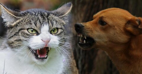 How to train your dog to stop attacking your cat