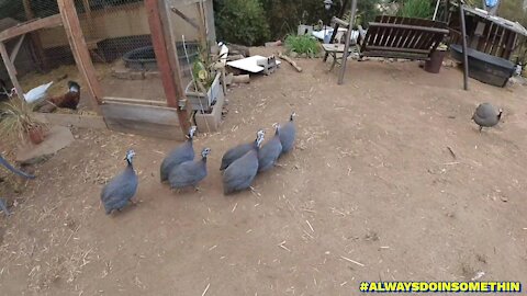 Final release of the Guineas