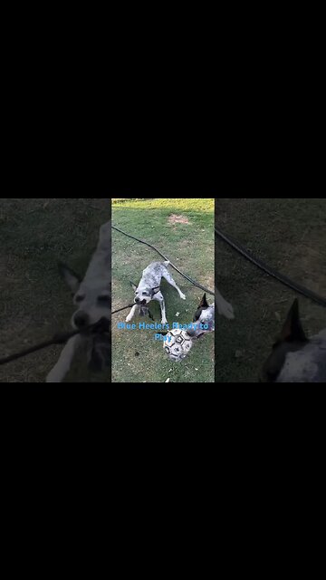 #viral #lawn #mowing #grass #bermuda #dog #blue #cowdog #australian #cattle #acdc #canine #fetch