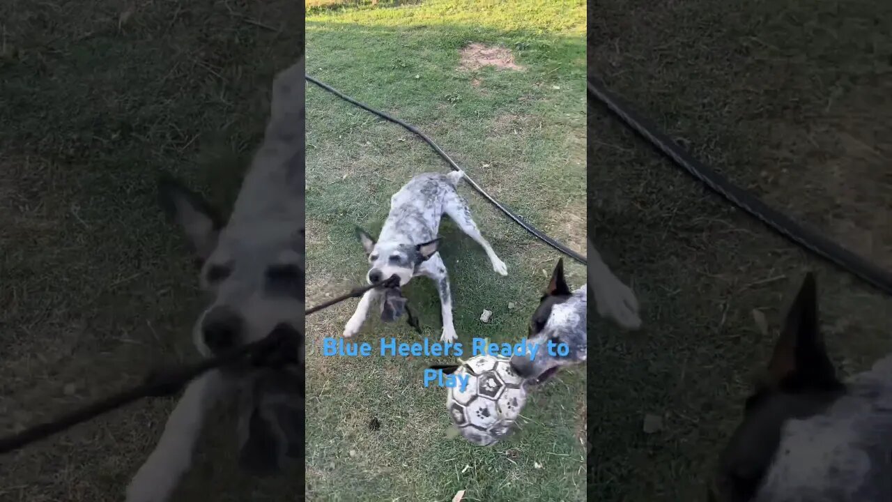 #viral #lawn #mowing #grass #bermuda #dog #blue #cowdog #australian #cattle #acdc #canine #fetch